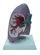 Pulmonary model